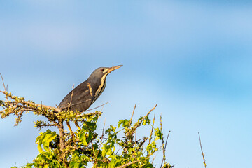 Dwarf bittern, Mashatu, Botswana