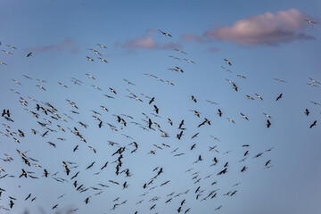 Circling stalks - Mashatu