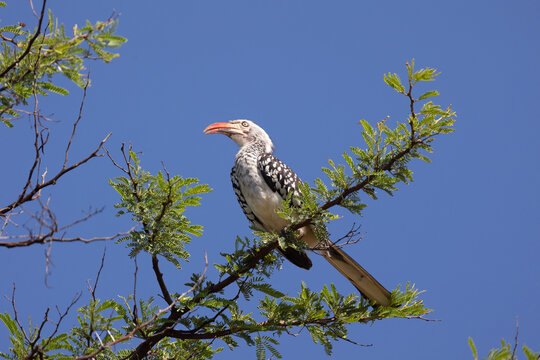 Red-billed hornbill