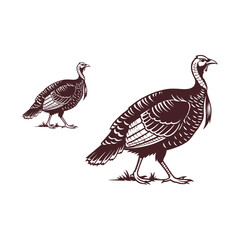 Wild Turkey Bird Silhouette | Isolated Vector on White Background