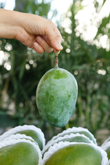 Fresh Large Green Mango Hand Picking from Panzhihua Sichuan China Kate Variety Tropical Fruit Harvest