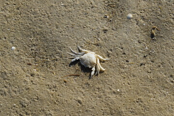 Krabbe im Sand