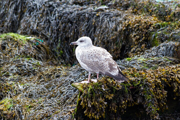 Seagull on a rock 1