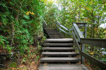 Obraz premium Wooden staircase leading through a lush green forest trail in Gatineau Park, Quebec, Canada, during autumn.