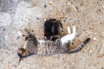 Mother cat feeds her kittens. nursing baby cats. Family concept.