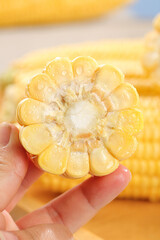 Fresh Sweet Corn Cob Cross Section with Golden Yellow Kernels in Hand
