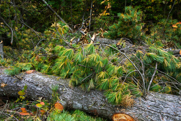 A thick, cut tree trunk lies on the ground in a forest with pine branches and autumn foliage scattered around it.