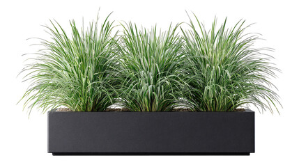 Gray ornamental grasses in a dark planter