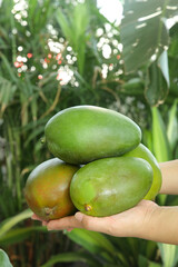 Fresh Green Mangoes in Hand - Panzhihua Sichuan China Tropical Fruit Harvest