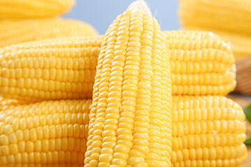 Fresh Sweet Yellow Corn on the Cob - Golden Kernels Ready for Cooking