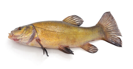 Fresh tench fish isolated on white background.