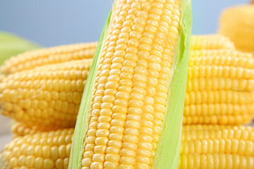 Fresh Sweet Corn on the Cob with Yellow Kernels and Green Husks