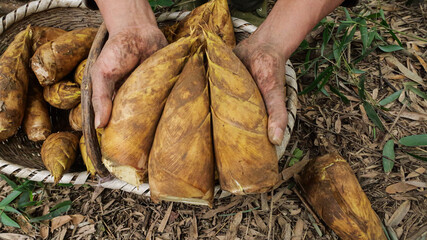 Freshly Dug Bamboo Shoots in Farmer's Hands with Wicker Basket - Organic Harvest Agriculture