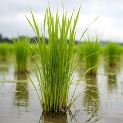 Obraz premium green grass and water
