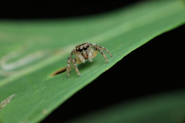 This image depicts a jumping spider with prominent anterior eyes and a body covered in fine hairs. This species is an agile predator, feeding on small insects and capable of remarkable jumps.