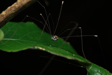 This image depicts a Harvestman (Opiliones) with a rounded body, long slender legs, and a single pair of eyes. Harvestmen lack venom glands and do not spin webs,