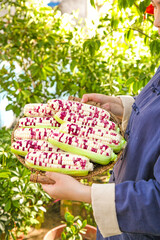 Fresh Sweet Corn Harvest in Wicker Basket Held by Person in Garden