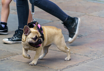 A fawn French bulldog wearing a pink and black harness walks on leash next to human feet on stone pavement.