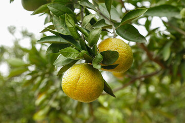 Fresh Ripe Oranges Growing on Tree Branch with Green Leaves in Natural Garden Setting