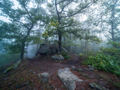 Weg von der Wolfsburg in Neustadt auf den Bergstein mit B&auml;umen, Felsen, Nebel und Lichtfingern