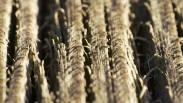 Close-up view of parallel, textured fibers, exhibiting intricate detail and a muted color palette.