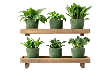 Obraz premium Indoor Greenery Display: An artful arrangement of vibrant green potted plants sits elegantly on a natural wooden shelf, evoking feelings of tranquility and freshness in a well-lit interior space.