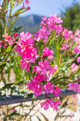 Obraz premium A beautiful cluster of vibrant pink oleander flowers with lush green leaves blooms brightly in a sunny Mediterranean garden, capturing the essence of summer and nature's beauty.