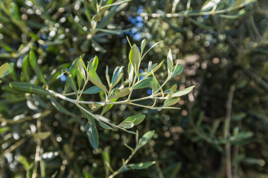 Fototapeta Close-up view of a vibrant olive tree branch with fresh green and silver-hued leaves, beautifully highlighted by the sun in a natural, soft-focus background, ideal for themes of nature and agriculture