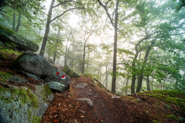 Weg von der Wolfsburg in Neustadt auf den Bergstein mit Bäumen, Felsen, Nebel und Lichtfingern