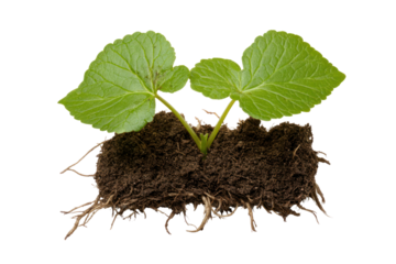 Emerging Growth: A close-up studio shot captures the delicate details of a young seedling, showcasing its vibrant green leaves and the rich texture of the soil in a moment of new life.