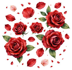 Fototapeta premium Vibrant Red Roses with Falling Petals White Background