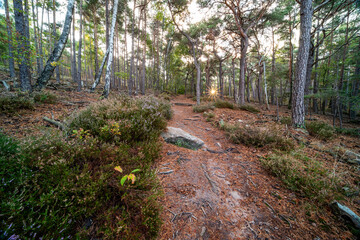 Weg von der Wolfsburg in Neustadt auf den Bergstein mit B&auml;umen, Felsen, Nebel und Lichtfingern