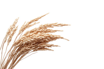 Fototapeta premium Golden Wheat Whispers: Delicate strands of golden wheat dance gracefully, their intricate textures captured in soft focus against a stark backdrop.