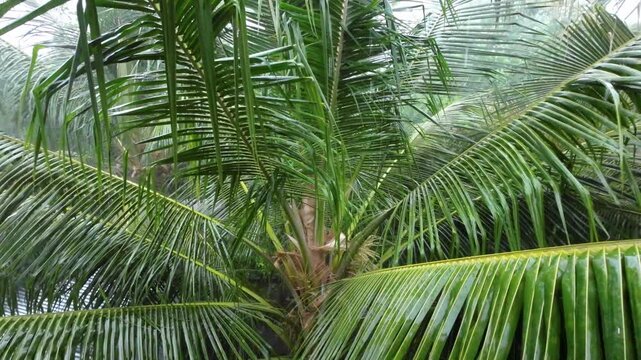 Heavy Rain Falling on Coconut Palm Tree Leaves in Tropical Forest &ndash; Monsoon Season Nature Video Background for Climate, Weather, and Environment Concepts