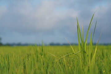 green grass and blue sky