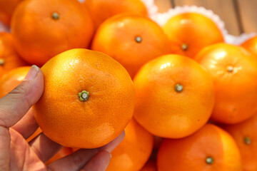 Fresh Seedless Mandarin Orange Set - Hand Holding Wuming Citrus Fruit Gift Collection with Vibrant Orange Flesh