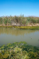 Réserve ornithologique, Portiragne, 34,Herault, France