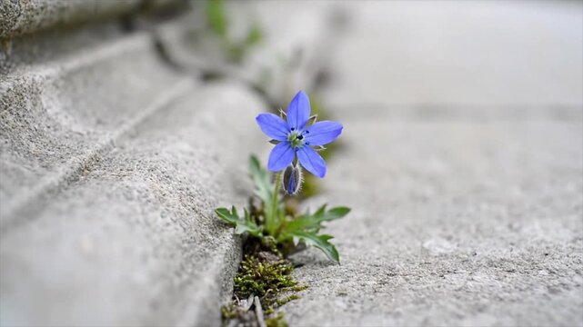 Blue flower contrasts against dull concrete slabs. Perfect for nature, urban, contrast, or growth concepts in design projects.
