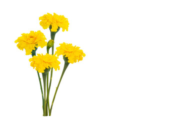marigold or tagetes erecta flower isolated on white background. Floral arrangement.