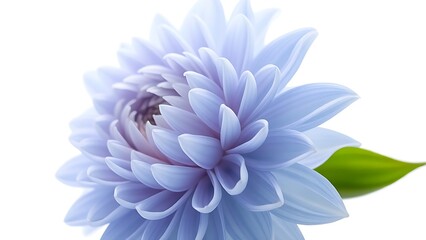 Obraz premium Close-up of a light blue dahlia on white, highlighting delicate petals with ample copy space.