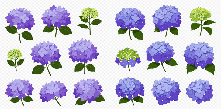 A collection of illustrated purple, blue, and green hydrangea flowers with stems and leaves, showcasing various bloom stages.