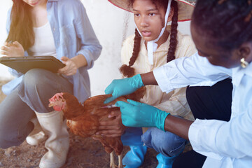Farmers are checking the health of chickens on the farm in preparation for export. © eakarat