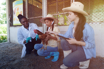 Farmers are checking the health of chickens on the farm in preparation for export. © eakarat