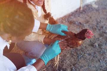 Farmers are checking the health of chickens on the farm in preparation for export. © eakarat