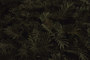 Abstract green leaf texture, nature background, tropical rainy season leaves.