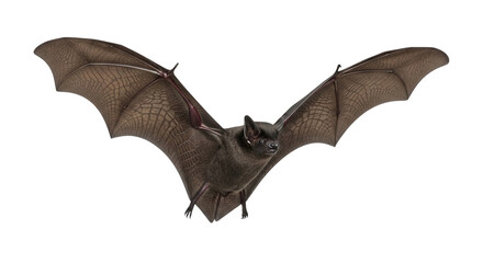 Fototapeta premium Halloween Black Bat Isolated Transparent Background