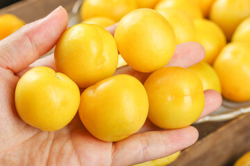Fresh Golden Apricots in Hands with Bowl of Ripe Fruits on Wooden Table