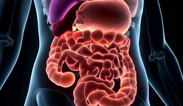 3D rendering of human digestive system and internal organs with glowing effect, illustrating anatomy and medical concepts