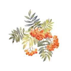 Rowan berry watercolor illustration hand drawn. Branch with red berries and leaves isolated on white background. Element for seasonal autumn labels, packaging design, postcards, tableware