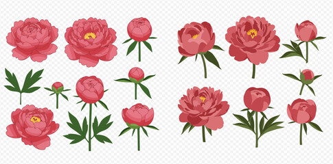 Collection of pink peony flowers in various stages of bloom, buds, and leaves, isolated on white. © ArtLuna Studio